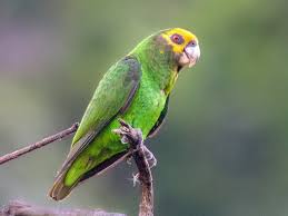 Yellow-fronted Parrot